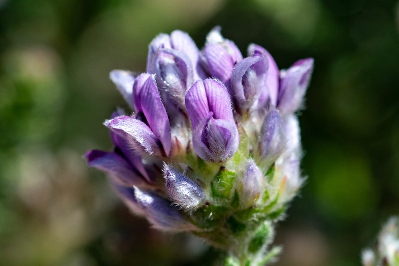 Aspalathus globulosa, photographed by magriet b