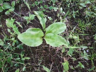 Ledebouria revoluta, photographed by S.MORE