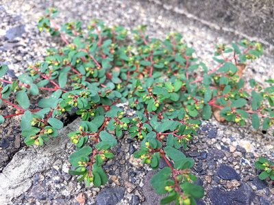 Euphorbia humifusa, photographed by Kai Löhr