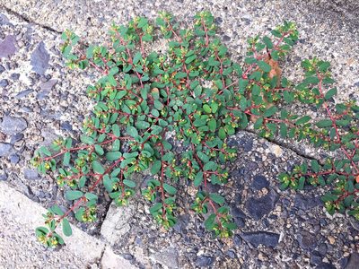 Euphorbia humifusa, photographed by Kai Löhr