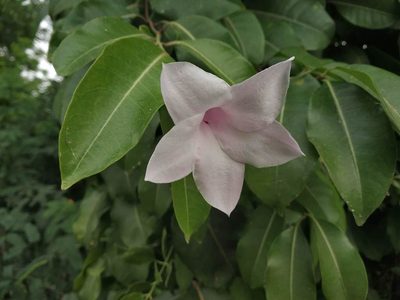 Cryptostegia grandiflora, photographed by S.MORE