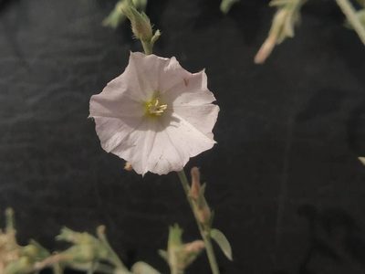 Convolvulus prostratus, photographed by S.MORE