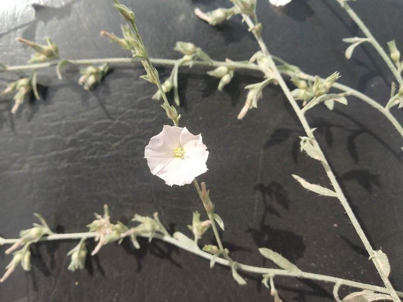 Convolvulus prostratus, photographed by S.MORE
