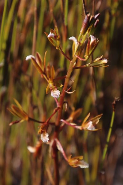 Eulophia lamellata, photographed by Tony Rebelo