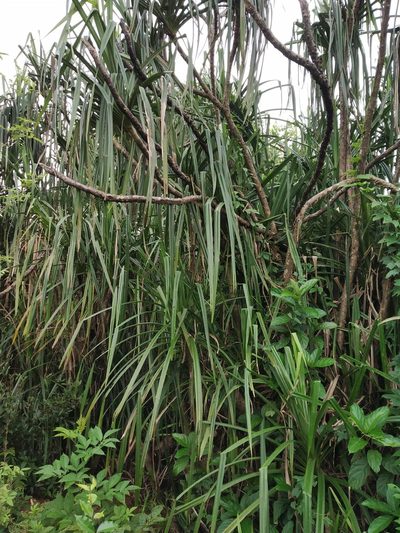 Pandanus furcatus, photographed by S.MORE