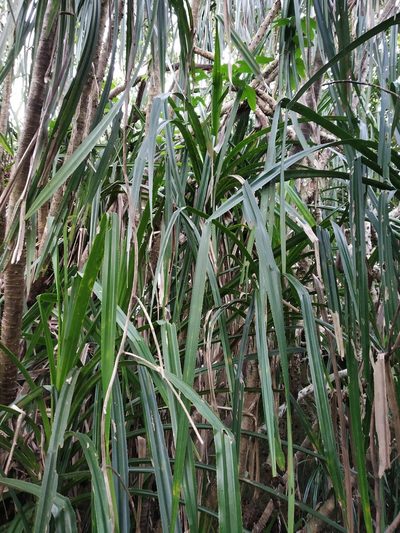 Pandanus furcatus, photographed by S.MORE