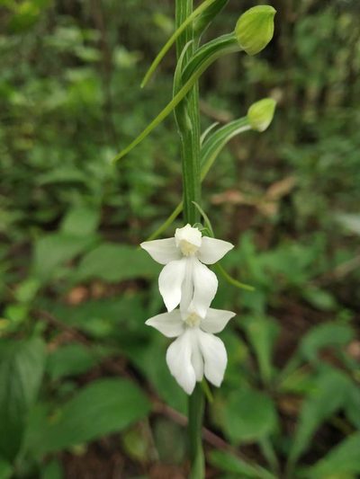 Habenaria plantaginea, photographed by S.MORE