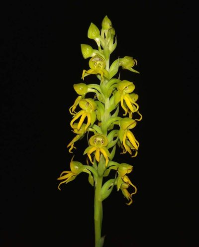 Habenaria marginata, photographed by S.MORE