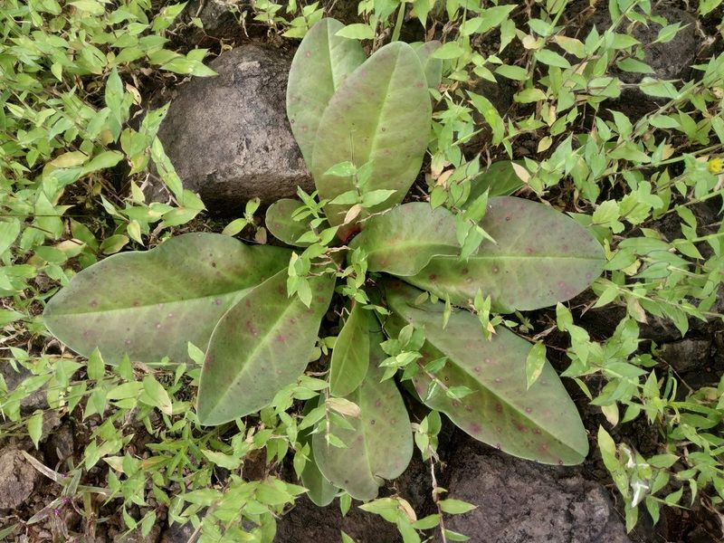 Euphorbia fusiformis, photographed by S.MORE