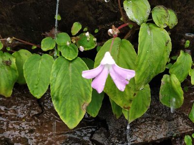 Impatiens acaulis, photographed by S.MORE