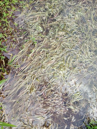 Blyxa echinosperma, photographed by S.MORE