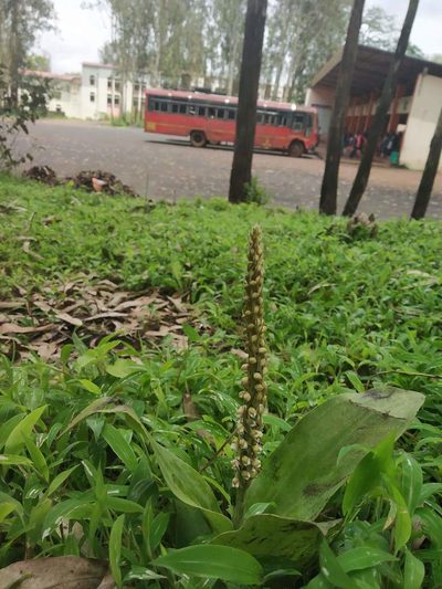 Peristylus plantagineus, photographed by S.MORE