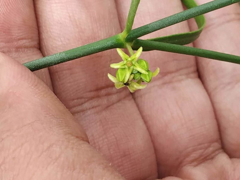 Leptadenia pyrotechnica, photographed by S.MORE