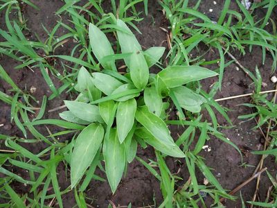 Typhonium roxburghii, photographed by S.MORE