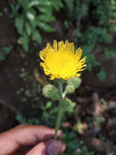 Sonchus wightianus, photographed by S.MORE