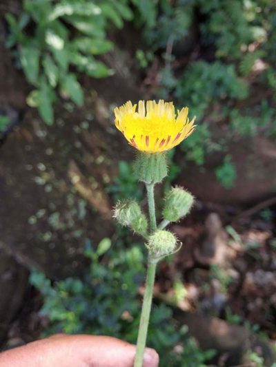 Sonchus wightianus, photographed by S.MORE