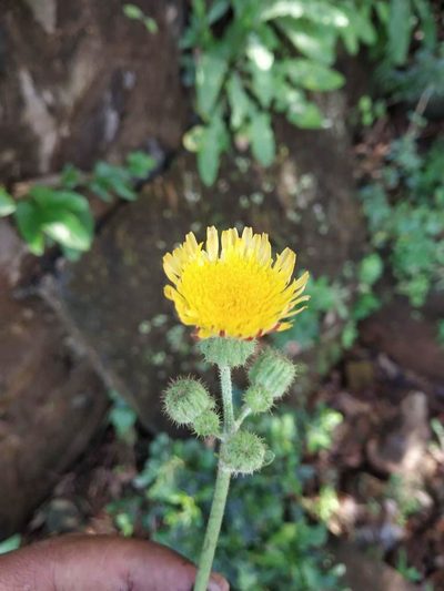 Sonchus wightianus, photographed by S.MORE