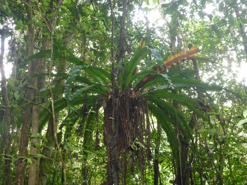 Asplenium mauritianum, photographed by Sheelagh Halsey