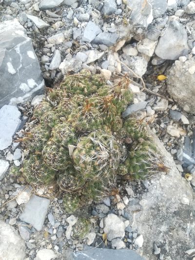 Coryphantha neglecta, photographed by Francisco Martínez González