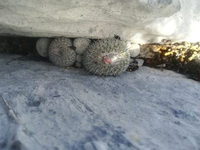 Epithelantha spinosior, photographed by Francisco Martínez González