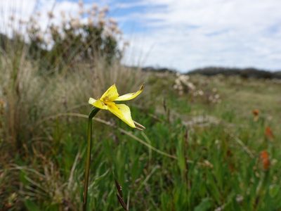 Diuris monticola, photographed by Cowirrie