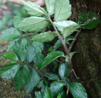 Elatostema radicans, photographed by agujaceratops