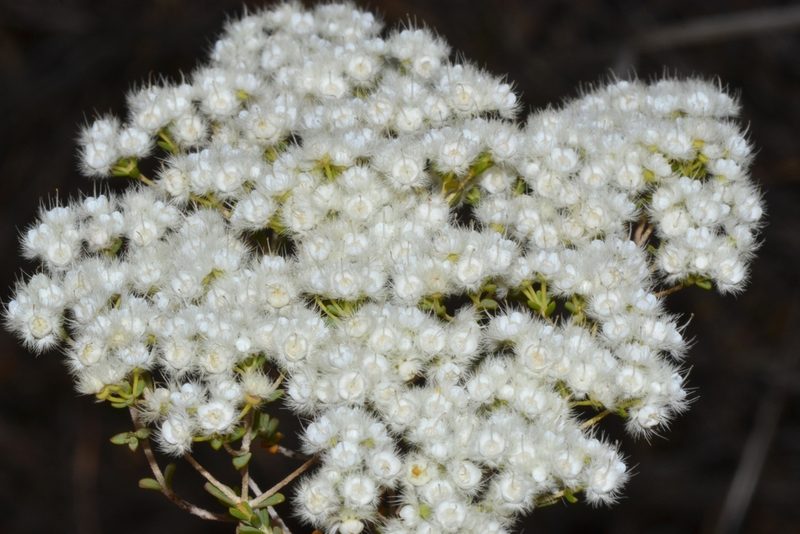Verticordia eriocephala, photographed by T. Hammer