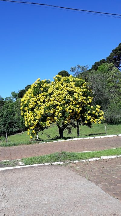 Cassia leptophylla, photographed by Edson Luis Fabro Gasperin