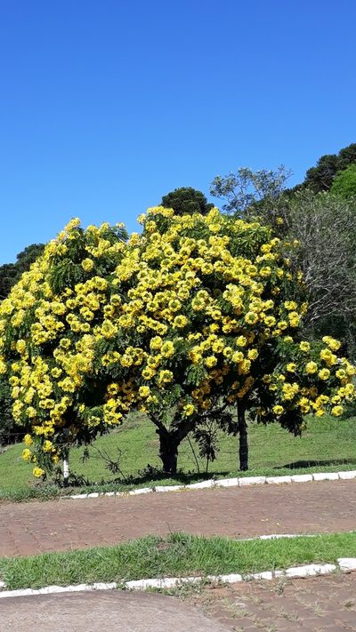 Cassia leptophylla, photographed by Edson Luis Fabro Gasperin