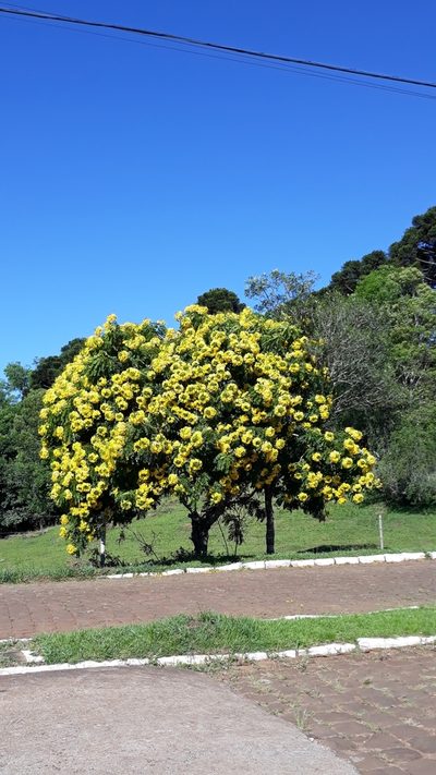 Cassia leptophylla, photographed by Edson Luis Fabro Gasperin