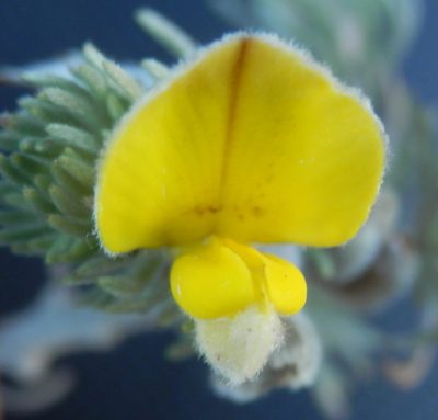 Aspalathus kougaensis, photographed by Charles Stirton