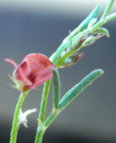 Indigofera leptocarpa, photographed by Charles Stirton