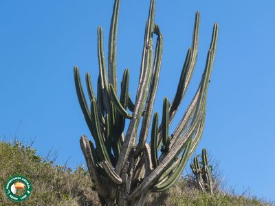 Pilosocereus arrabidae, photographed by Diogo Luiz