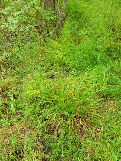 Carex gynodynama, photographed by Ed Alverson
