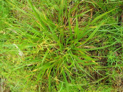 Carex gynodynama, photographed by Ed Alverson