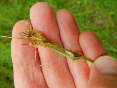 Carex gynodynama, photographed by Ed Alverson