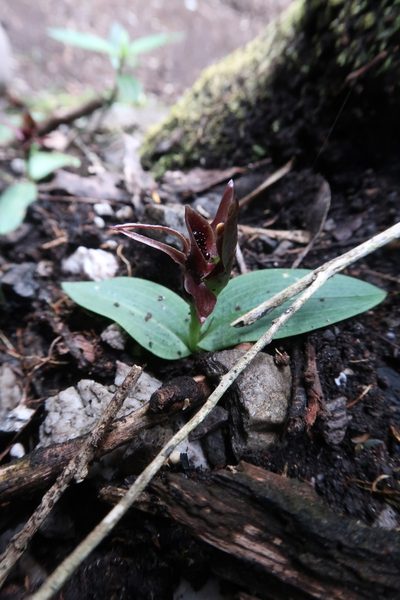 Chiloglottis grammata, photographed by Cowirrie