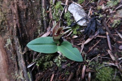 Chiloglottis grammata, photographed by Cowirrie