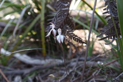 Caladenia gracilis, photographed by Cowirrie