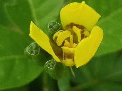 Trimezia martinicensis, photographed by Ong Jyh Seng
