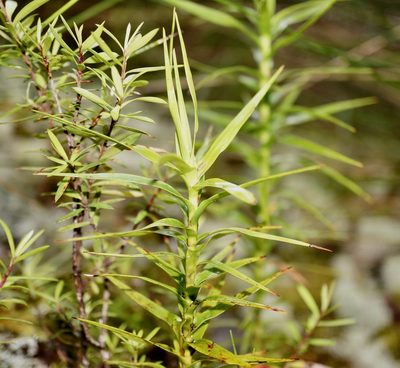 Dracophyllum trimorphum, photographed by strewick