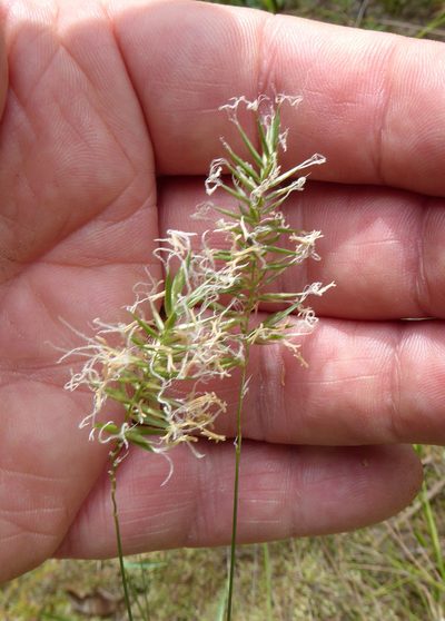 Anthoxanthum aristatum, photographed by Peter de Lange