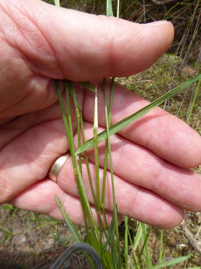 Anthoxanthum aristatum, photographed by Peter de Lange
