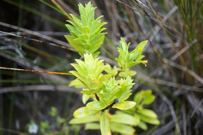 Pimelea longifolia, photographed by strewick