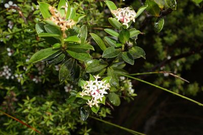 Pimelea longifolia, photographed by strewick