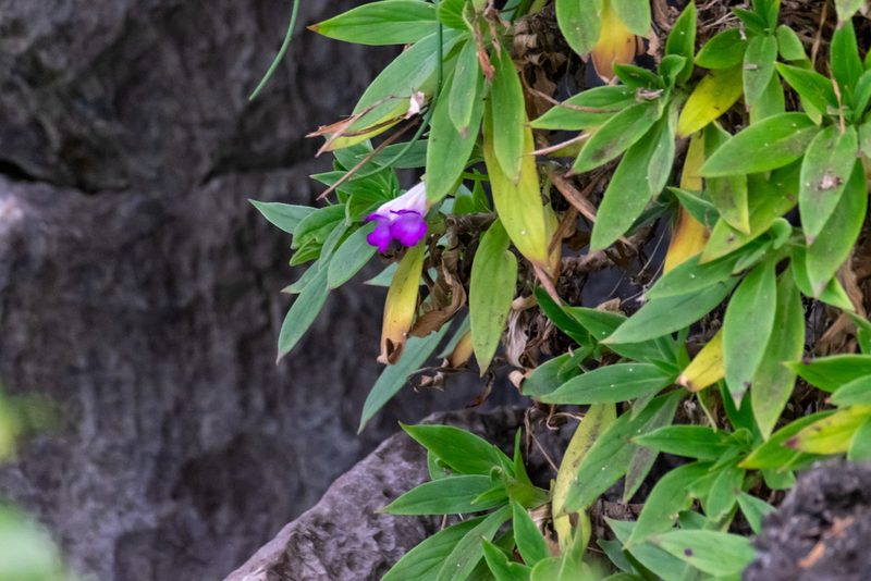 Primulina drakei, photographed by Shawn O'Donnell