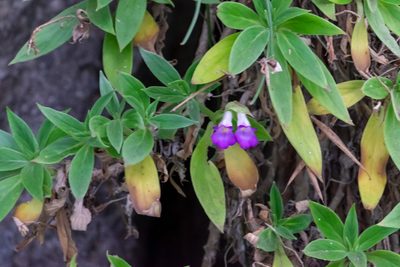 Primulina drakei, photographed by Shawn O'Donnell