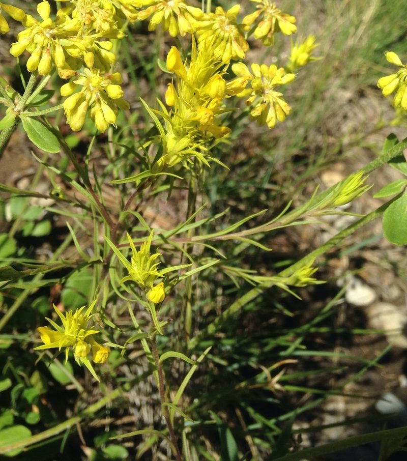 Orthocarpus tolmiei, photographed by Alison Northup