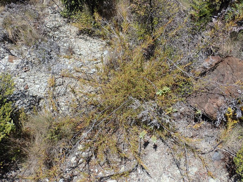 Dracophyllum ophioliticum, photographed by Peter de Lange