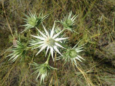 Eryngium heterophyllum, photographed by Alison Northup